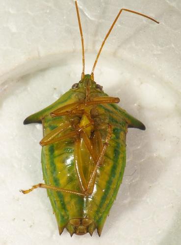 Edessa sp.